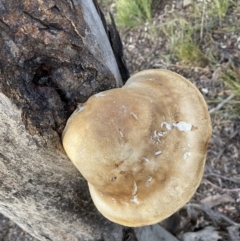 Laetiporus portentosus at Googong, NSW - 19 Jun 2022