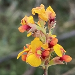 Dillwynia sericea at Googong, NSW - 19 Jun 2022