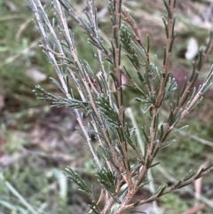 Dillwynia sericea at Googong, NSW - 19 Jun 2022