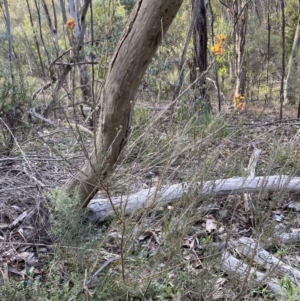 Dillwynia sericea at Googong, NSW - 19 Jun 2022