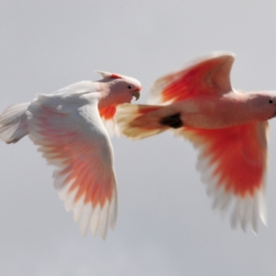 Lophochroa leadbeateri (Pink Cockatoo) at Coongoola, QLD - 4 Sep 2010 by Harrisi