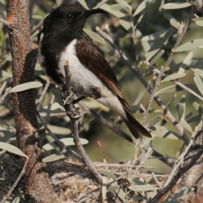 Sugomel nigrum (Black Honeyeater) at Coongoola, QLD - 7 Sep 2010 by Harrisi