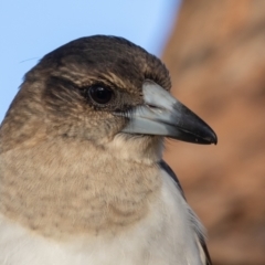 Cracticus nigrogularis (Pied Butcherbird) at Port Macquarie, NSW - 18 Jun 2022 by rawshorty