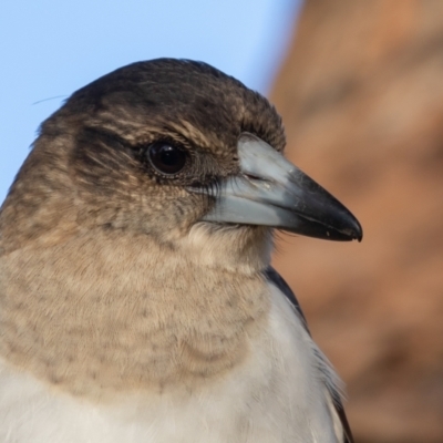 Cracticus nigrogularis (Pied Butcherbird) at Port Macquarie, NSW - 18 Jun 2022 by rawshorty