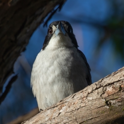Cracticus torquatus (Grey Butcherbird) at Lake Cathie, NSW - 18 Jun 2022 by rawshorty