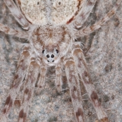 Tamopsis sp. (genus) (Two-tailed spider) at Port Macquarie, NSW - 18 Jun 2022 by rawshorty