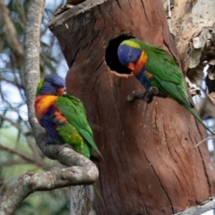 Trichoglossus moluccanus (Rainbow Lorikeet) at Port Macquarie, NSW - 17 Jun 2022 by rawshorty