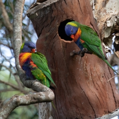 Trichoglossus moluccanus (Rainbow Lorikeet) at Port Macquarie, NSW - 17 Jun 2022 by rawshorty