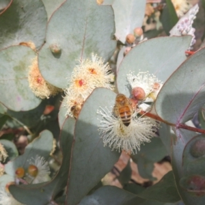 Eucalyptus cinerea subsp. cinerea at Macgregor, ACT - 19 Jun 2022