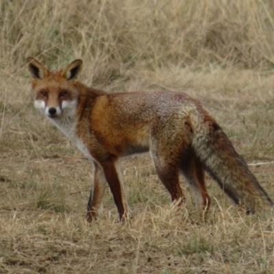 Vulpes vulpes (Red Fox) at Macgregor, ACT - 17 Jun 2022 by Christine