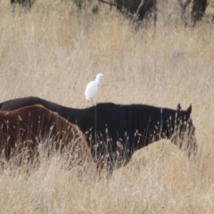 Bubulcus coromandus (Eastern Cattle Egret) at Holt, ACT - 17 Jun 2022 by Christine