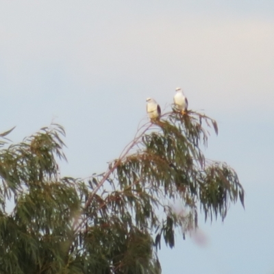 Elanus axillaris (Black-shouldered Kite) at Macgregor, ACT - 17 Jun 2022 by Christine