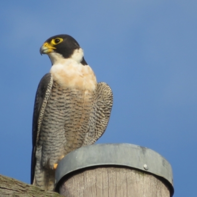 Falco peregrinus (Peregrine Falcon) at Via Macgregor, NSW - 19 Jun 2022 by Christine