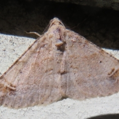 Syneora hemeropa (Ring-tipped Bark Moth) at Flynn, ACT - 17 Jun 2022 by Christine