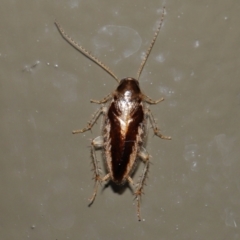 Ectoneura sp. (genus) (Cockroach) at Acton, ACT - 18 Jun 2022 by TimL