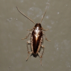 Ectoneura sp. (genus) (Cockroach) at Acton, ACT - 19 Jun 2022 by TimL