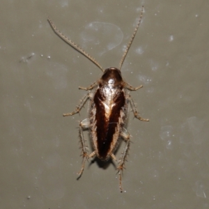 Ectoneura sp. (genus) at Acton, ACT - 19 Jun 2022