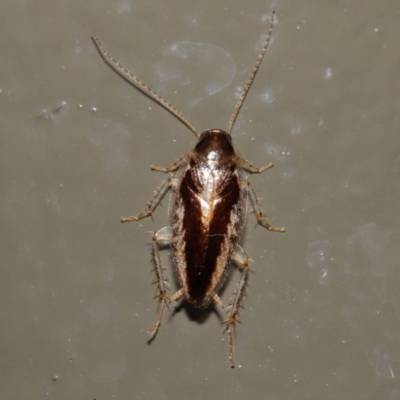 Ectoneura sp. (genus) (Cockroach) at ANBG - 18 Jun 2022 by TimL