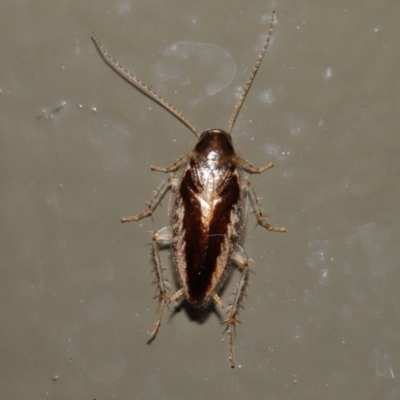 Ectoneura sp. (genus) (Cockroach) at Acton, ACT - 19 Jun 2022 by TimL