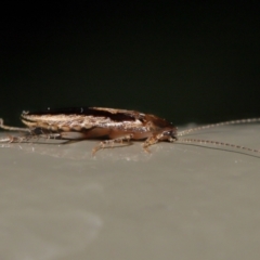 Ectoneura sp. (genus) at Acton, ACT - 19 Jun 2022 09:54 AM