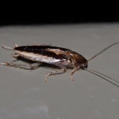 Ectoneura sp. (genus) at Acton, ACT - 19 Jun 2022 09:54 AM