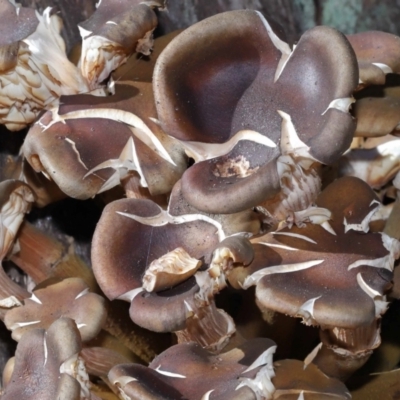 Armillaria sp. (A honey fungus) at Acton, ACT - 19 Jun 2022 by TimL