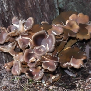 Armillaria sp. at ANBG - 19 Jun 2022 11:14 AM