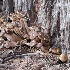 Armillaria sp. at ANBG - 19 Jun 2022 11:14 AM