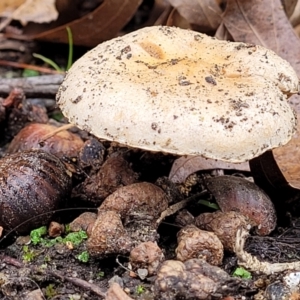 zz agaric (stem; gills not white/cream) at Lyneham, ACT - 20 Jun 2022 11:33 AM