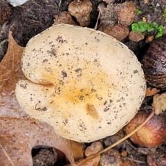 zz agaric (stem; gills not white/cream) at Lyneham, ACT - 20 Jun 2022 11:33 AM