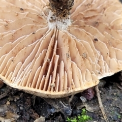 zz agaric (stem; gills not white/cream) at Lyneham, ACT - 20 Jun 2022