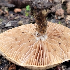 zz agaric (stem; gills not white/cream) at Lyneham, ACT - 20 Jun 2022 11:33 AM