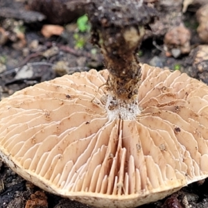 zz agaric (stem; gills not white/cream) at Lyneham, ACT - 20 Jun 2022