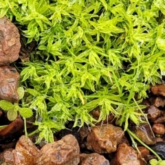 Unverified Moss, Liverwort or Hornwort - 1 Jan 1900 by trevorpreston