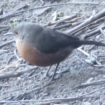 Origma solitaria (Rockwarbler) at Newnes Plateau, NSW - 12 Jun 2022 by RobParnell