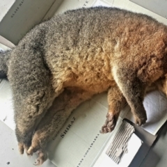 Trichosurus vulpecula (Common Brushtail Possum) at Gundaroo, NSW - 14 May 2022 by Gunyijan