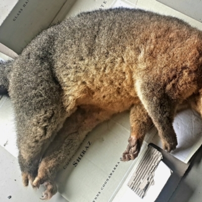 Trichosurus vulpecula (Common Brushtail Possum) at Gundaroo, NSW - 14 May 2022 by Gunyijan