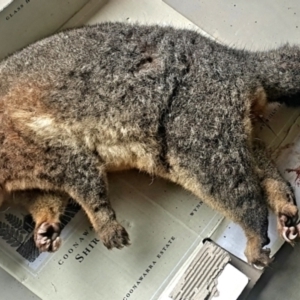 Trichosurus vulpecula at Gundaroo, NSW - 14 May 2022