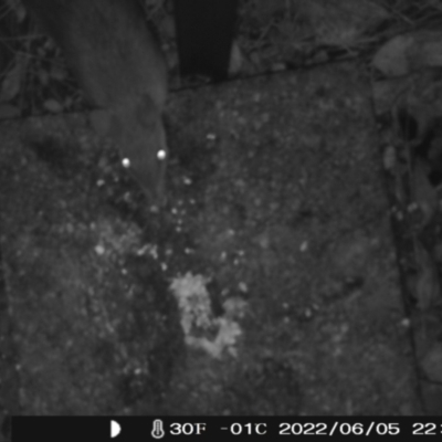 Perameles nasuta (Long-nosed Bandicoot) at Booth, ACT - 5 Jun 2022 by heatherb1997