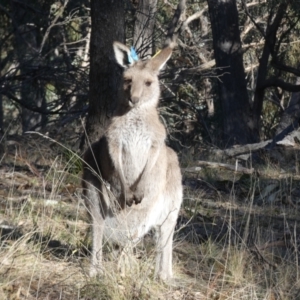 Macropus giganteus at Forde, ACT - suppressed