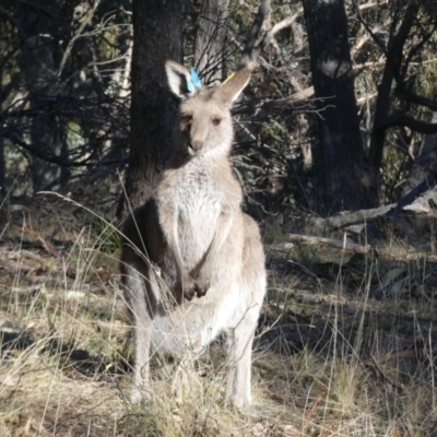Macropus giganteus (Eastern Grey Kangaroo) at Mulligans Flat - 13 Jun 2022 by Birdy
