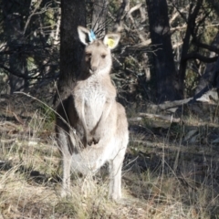 Macropus giganteus at Forde, ACT - suppressed