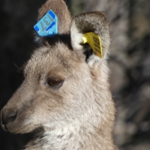 Macropus giganteus at Forde, ACT - suppressed