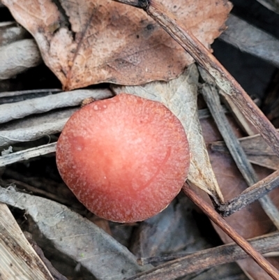 Leratiomcyes ceres (Red Woodchip Fungus) at Lyneham, ACT - 20 Jun 2022 by trevorpreston