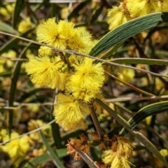 Acacia lanigera var. lanigera at Gelston Park, NSW - 20 Jun 2022