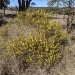 Acacia lanigera var. lanigera at Gelston Park, NSW - 20 Jun 2022