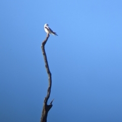 Elanus axillaris (Black-shouldered Kite) at Cookardinia, NSW - 20 Jun 2022 by Darcy