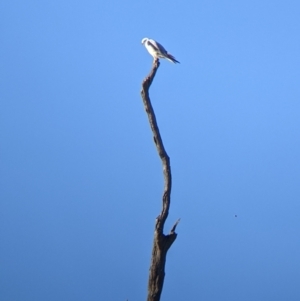 Elanus axillaris at Cookardinia, NSW - 20 Jun 2022