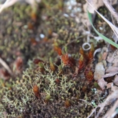 Unidentified Moss, Liverwort or Hornwort at Mongarlowe, NSW - 20 Jun 2022 by LisaH