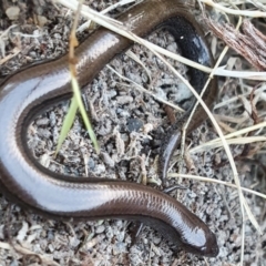 Hemiergis talbingoensis (Three-toed Skink) at Rugosa - 14 Jun 2022 by SenexRugosus